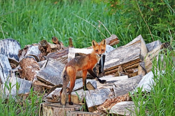 Time To Go Hunting by Deb Oppermann